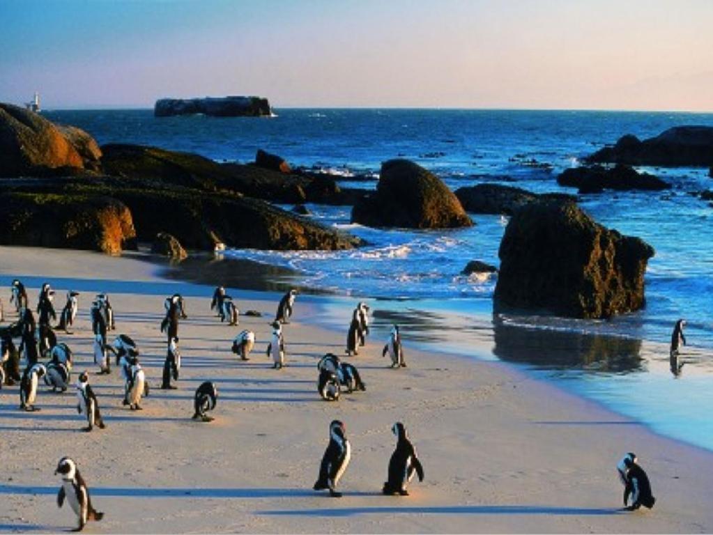 Penguinden - Load-Shedding Free Simonʼs Town Exterior foto